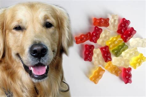 can dogs eat gummy bears|dog got into melatonin gummies.